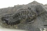 Bargain, Morocconites Trilobite Fossil - Ofaten, Morocco #312770-3